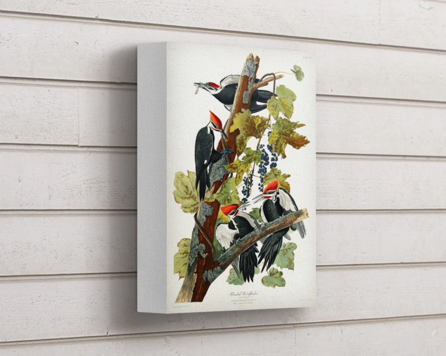 audobon-canvas-2