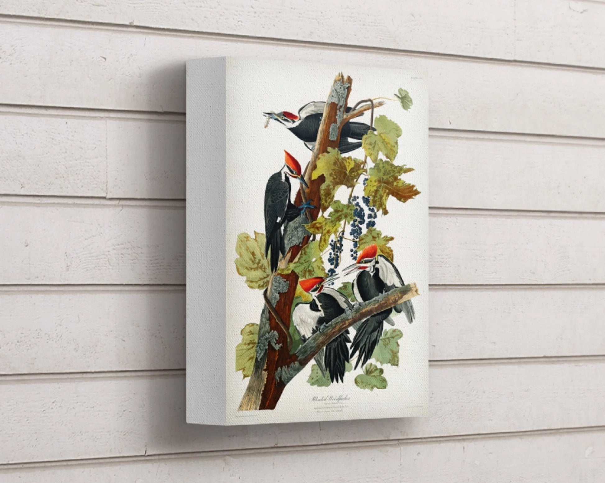 audobon-canvas-2