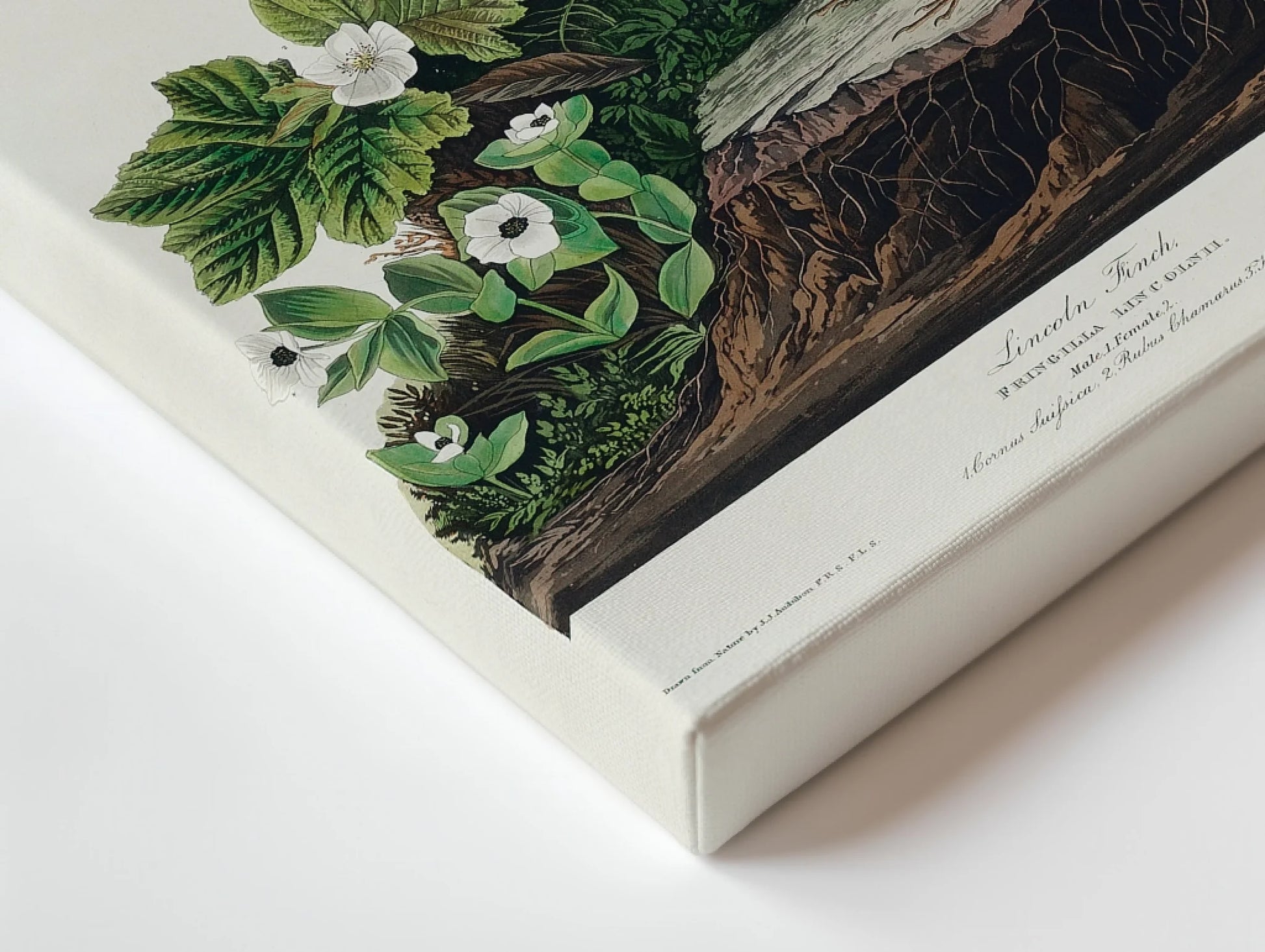 audobon_canvas_mockup